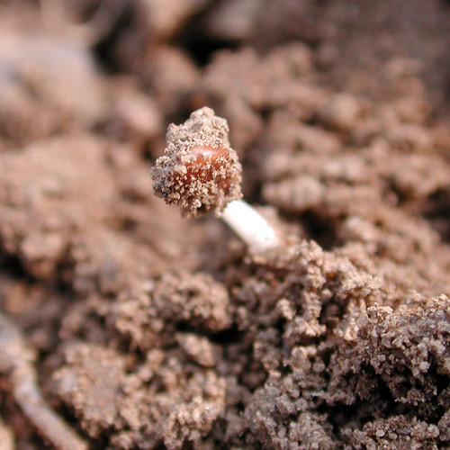 Warmer Boden und die richtige Feuchte lassen die Saat binnen weniger Tage keimen