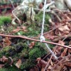 Leinenzwirn Nm 12/4 Bonsaianwendung