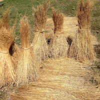 Grünflachs stehend umgeröstet